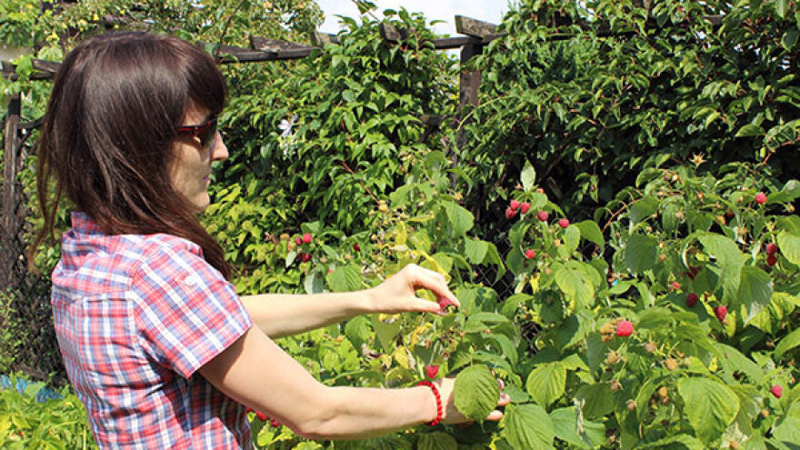 Kako je malina vratila život u prijepoljski kraj?