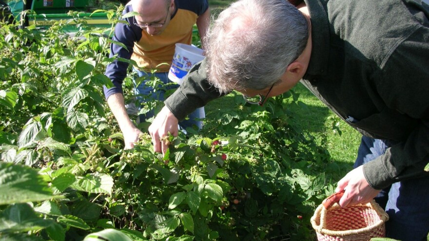 Manje posla, ali i novca za berače malina ove sezone