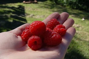 Malinari u Paragama nezadovoljni zbog cene