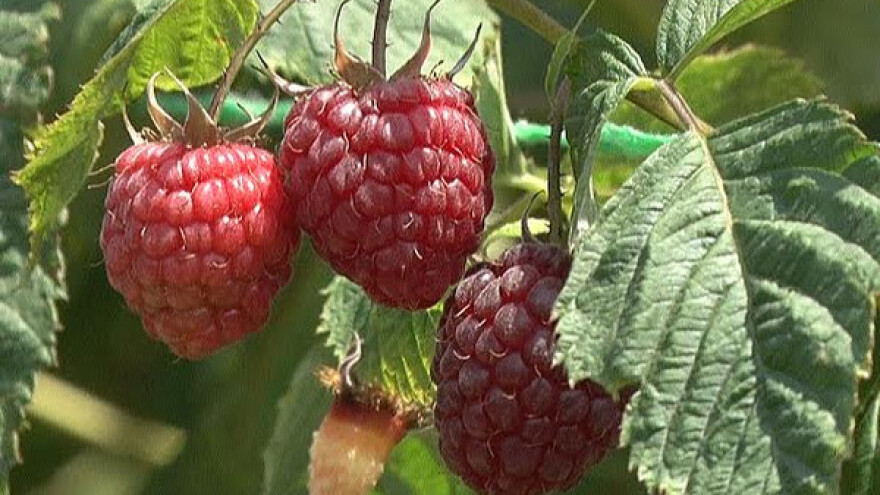 Besplatna edukacija o tržištu i proizvodnji malina