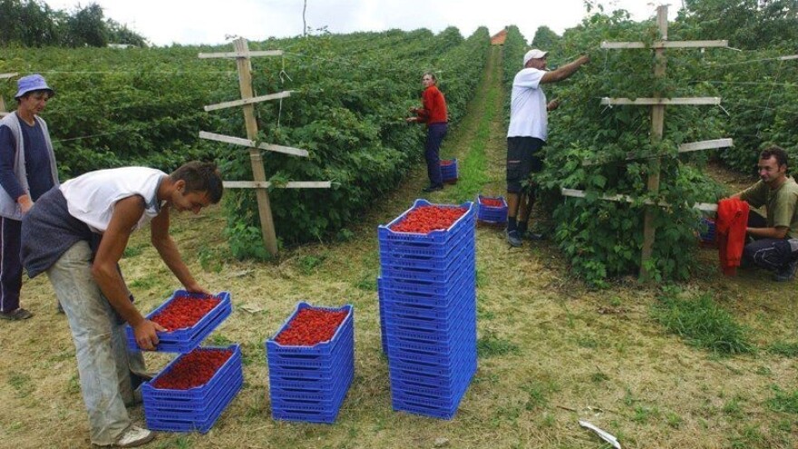 Počela berba malina, brine cijena!