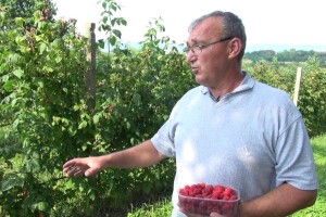 Obitelj Vido uzgaja himbo top, malinu koja idealno rodi i u - studenom