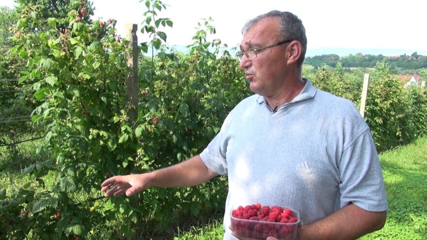 Obitelj Vido uzgaja himbo top, malinu koja idealno rodi i u - studenom