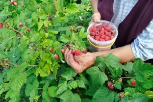 Uranile maline, počela berba i otkup