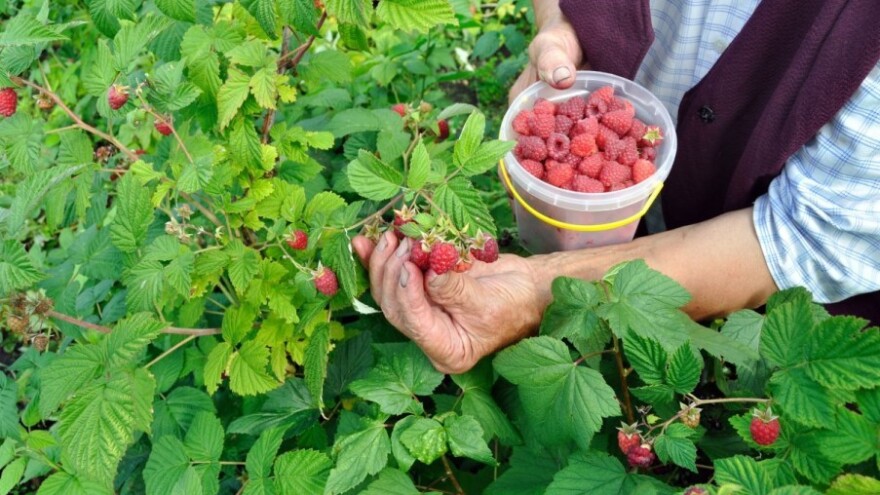 Uranile maline, počela berba i otkup