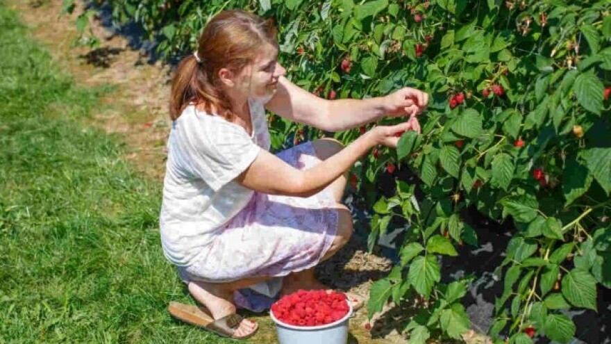 U Vojvodini sve više površina pod malinom