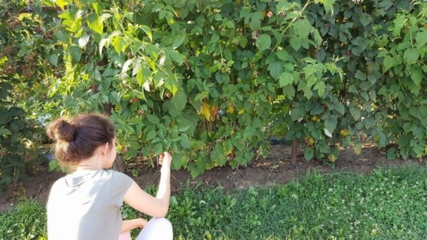 Vrhunac berbe malina, dozrijeva i polka