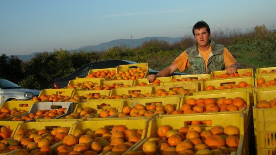 Mandarine iz doline Neretve otkupit će tvornica