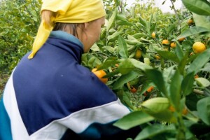 30 tisuća tona mandarina u milosti tržišta!