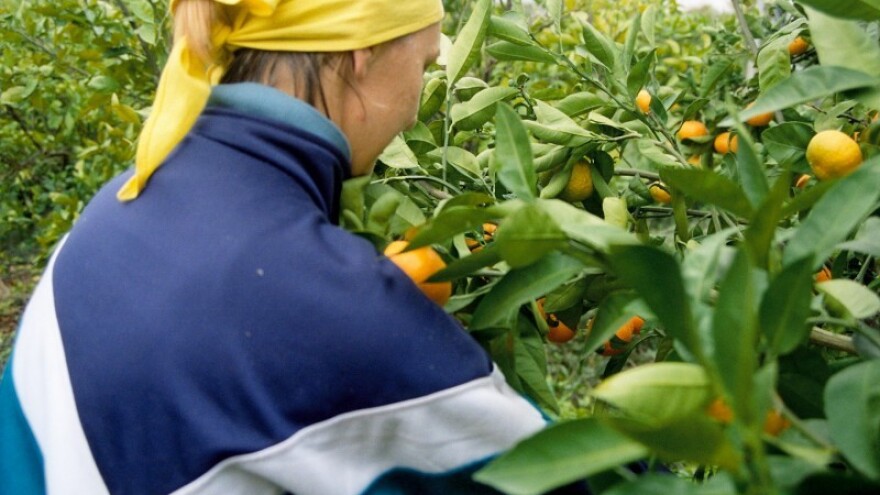 30 tisuća tona mandarina u milosti tržišta!
