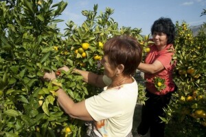Mandarine Neretve - s certifikatom izvornosti!