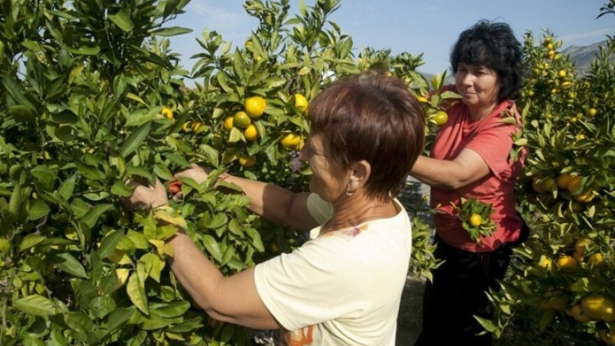 Mandarine Neretve - s certifikatom izvornosti!