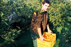 Mandarina je neobrana, nema nikog da je bere?