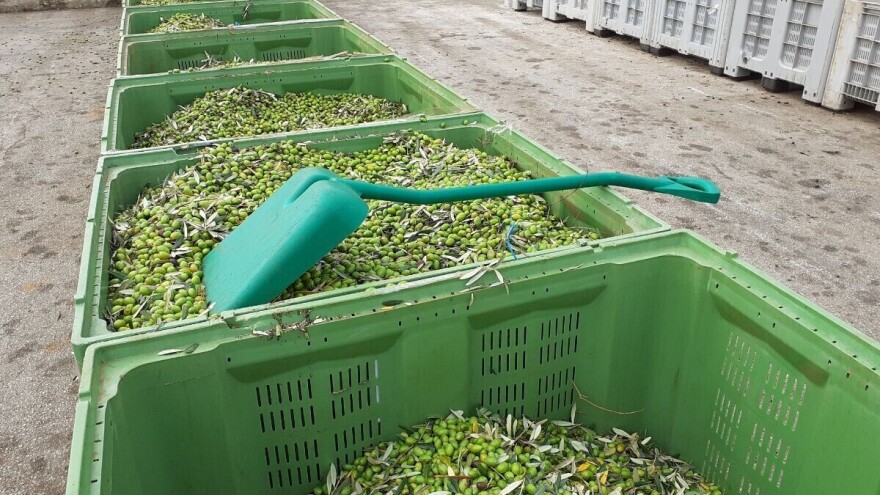 Agrolaguna: Urod maslina do 60% manji, no berba duža jer nedostaje radnika