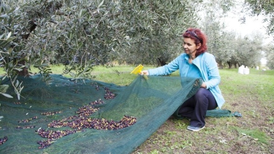 Borba za bolji položaj maslinovog ulja