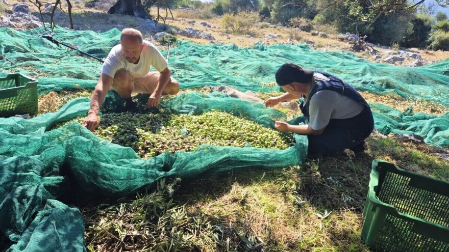 Lunjski maslinici bilježe rekordan urod, zadnja ovakva godina - kažu stariji, bila je '63.