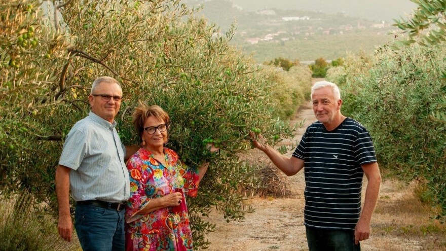 Prve plodove konzumnih maslina u Jurinu dvoru ubrali Norbert Lins i Doris Pack