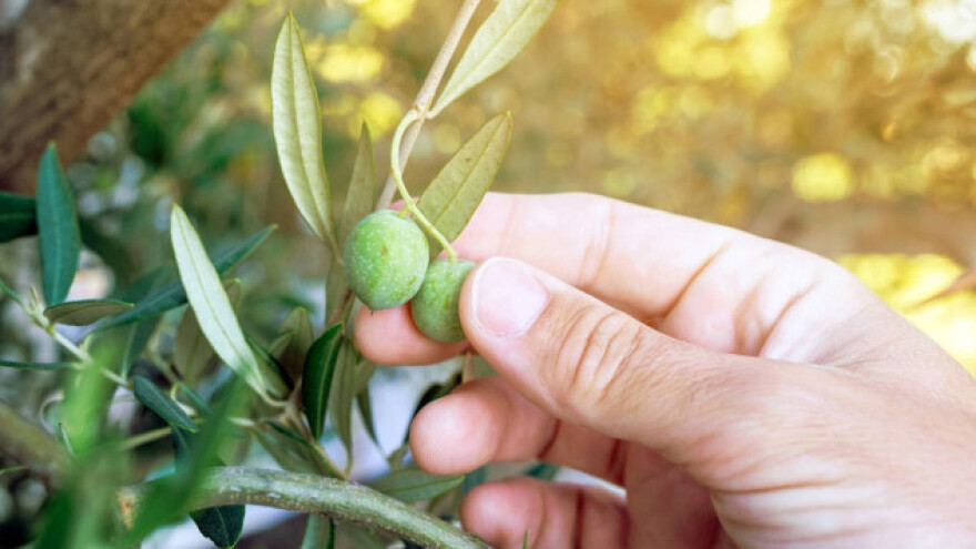 Kad se jednom krene u maslinarstvo, nema nazad