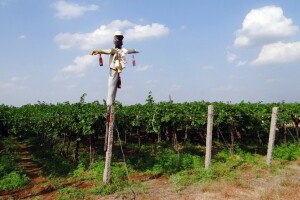 Odličan urod muškata u međimurskom vinogorju