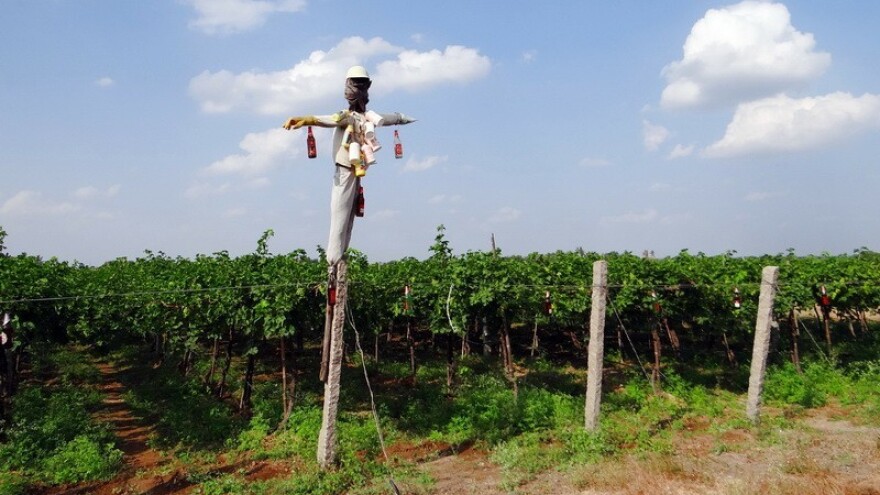 Odličan urod muškata u međimurskom vinogorju