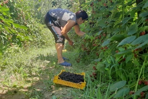 Dobra godina za malinu i kupinu, počele pripreme za sledeću sezonu