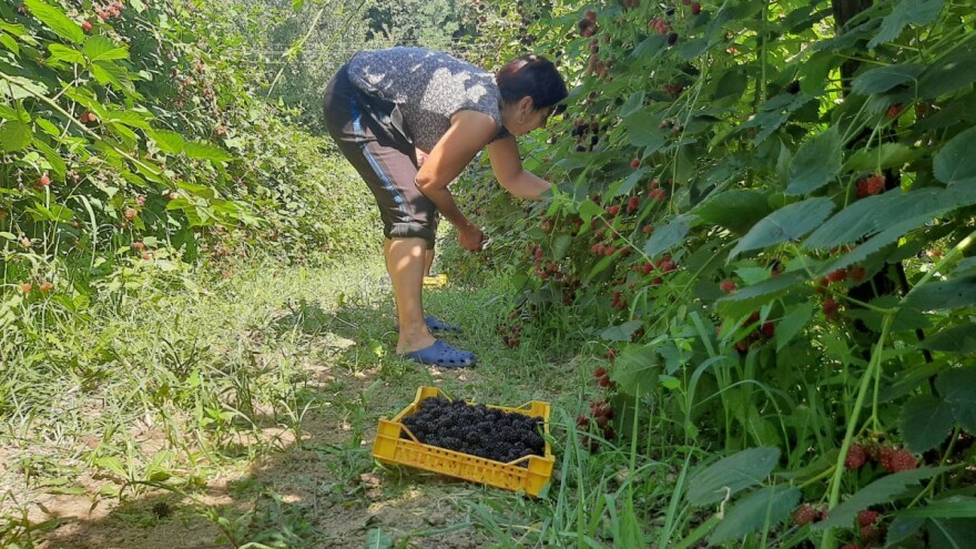Dobra godina za malinu i kupinu, počele pripreme za sledeću sezonu