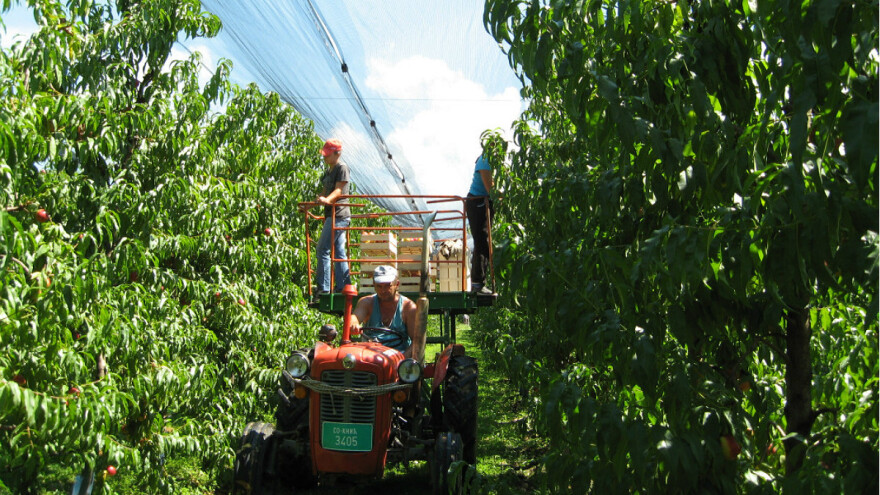 Podsticaji za voćare, vinogradare, povrtare i cvećare