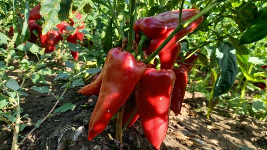 Kako papriku prihranjivati tokom većih potreba za vodom?
