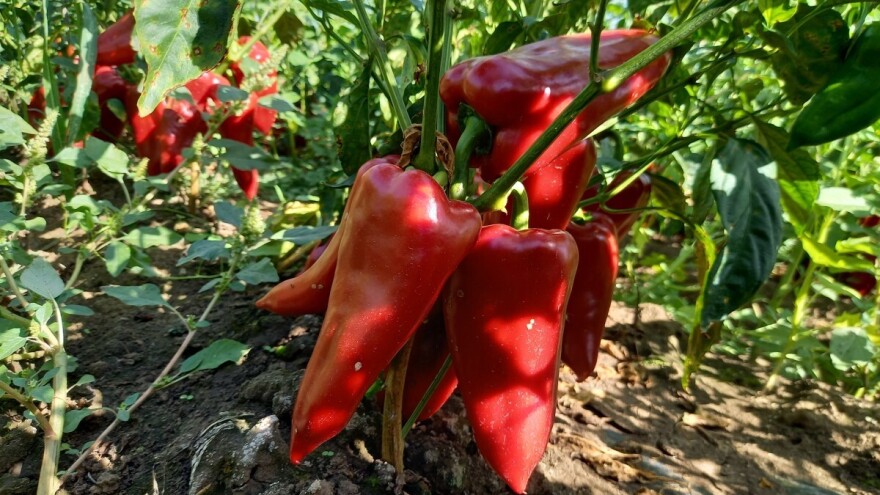 Kako papriku prihranjivati tokom većih potreba za vodom?