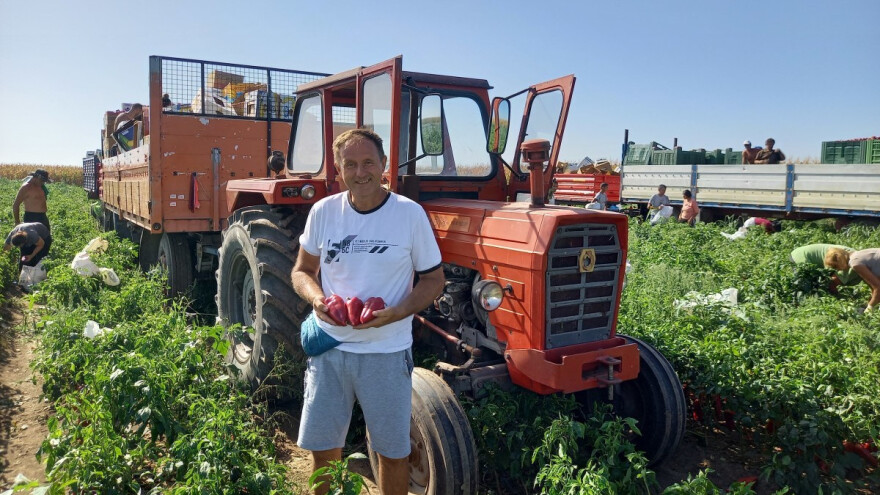 Uz kvalitetno navodnjavanje do visokih prinosa paprike