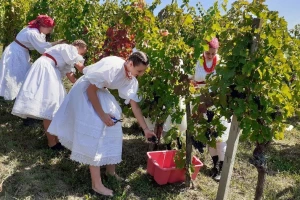 Ubrani i prvi grozdovi autohtone sorte portugizac, otkupna cijena ove godine veća?