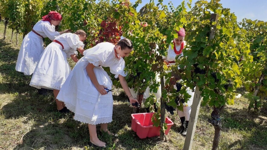 Ubrani i prvi grozdovi autohtone sorte portugizac, otkupna cijena ove godine veća?
