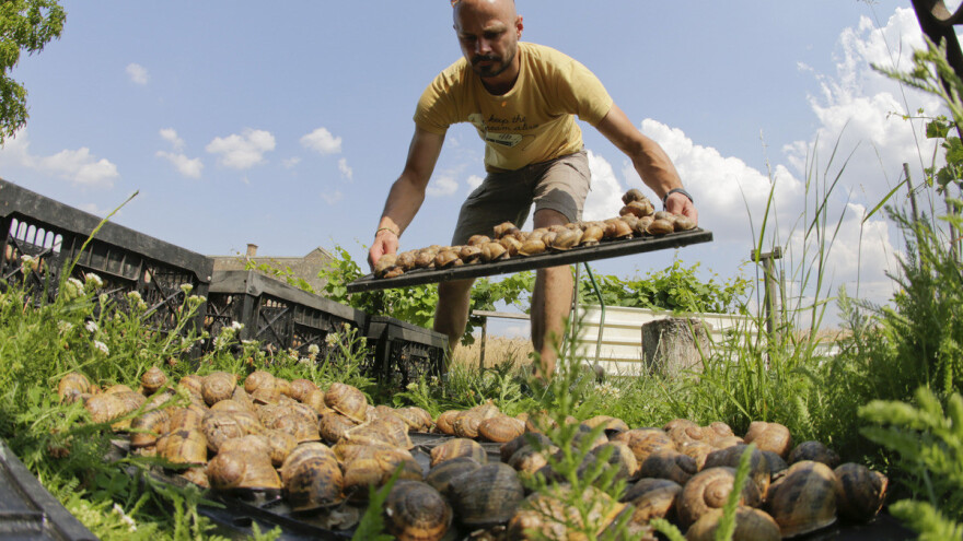 Beč ponovno postaje prijestolnica puževa