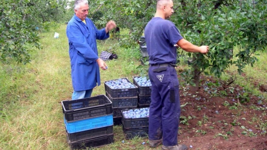 Šljiva sa Majevice izvozi se za 1,5 KM!