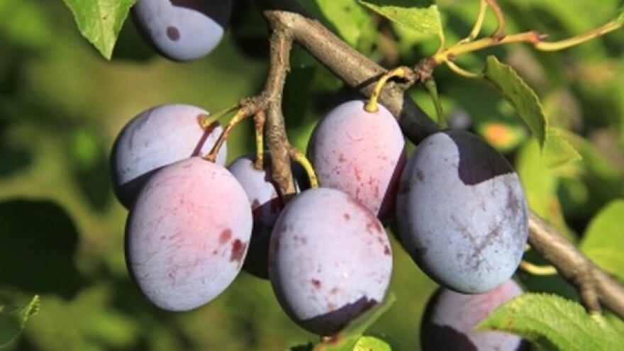 Počela berba šljive Stenlej!