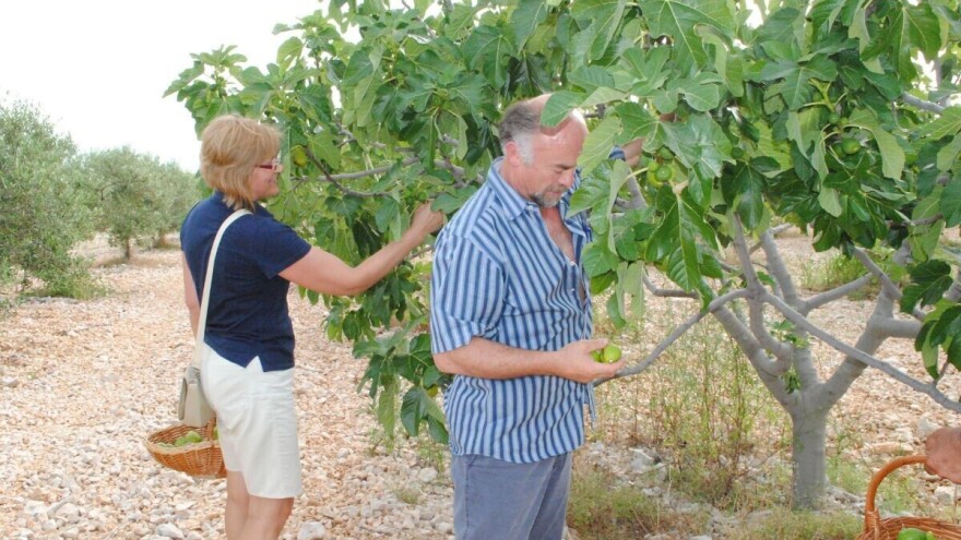 Od Savudrije do Prevlake: Smokve podbacile više od 50 posto!