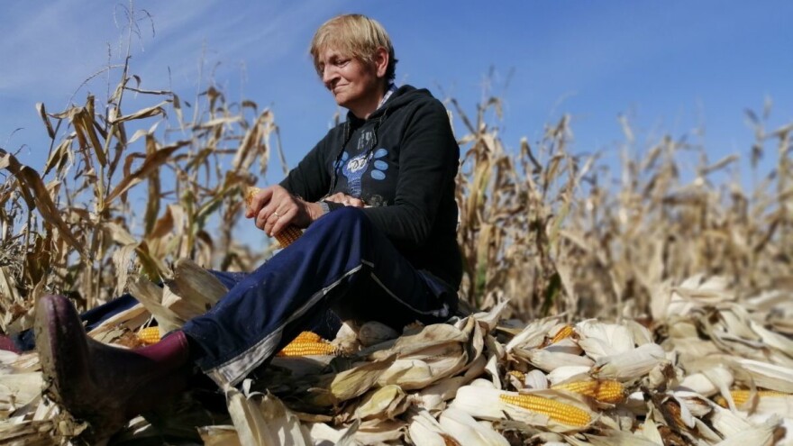 Međimurski cekar od stare sorte kukuruza: nije svaka komušina dobra, belo luščije treba brati