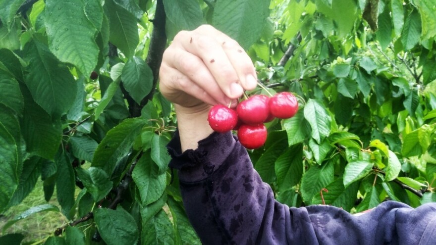 Prve trešnje već rodile i to u centru Topole