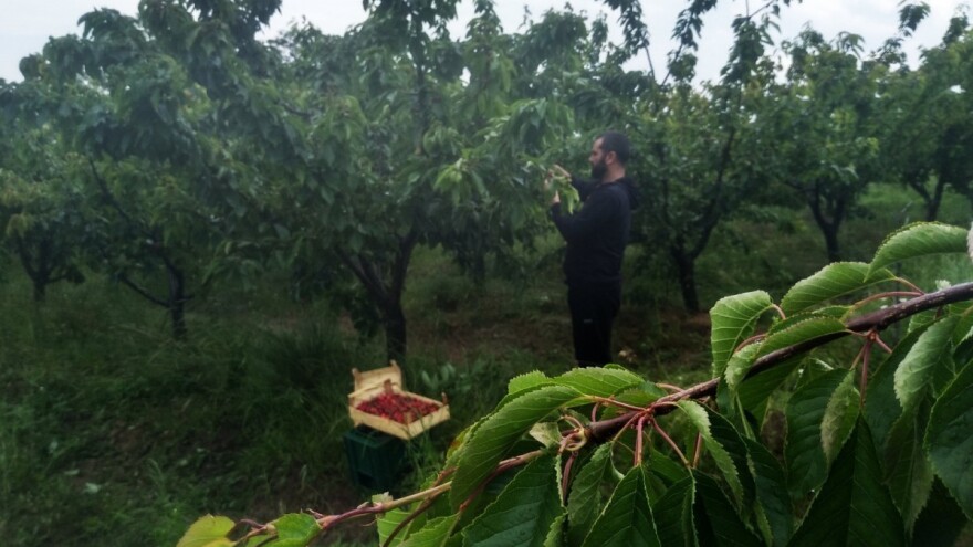 Koji su ključni faktori za uspješnu organsku proizvodnju voća?