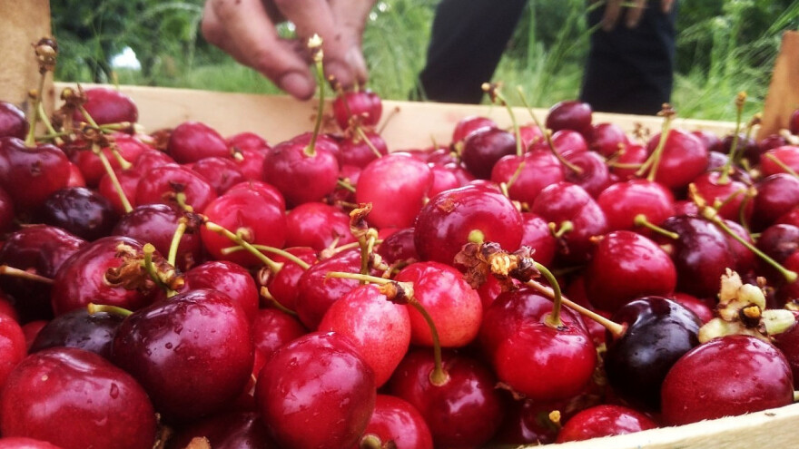 Belgijske trešnje: Velika potražnja i domaćih i inostranih kupaca
