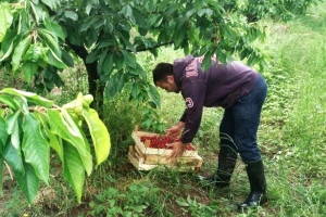 Kako brati trešnje, a kako ih čuvati posle berbe? Evo korisnih saveta