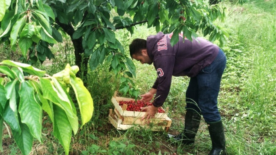 Kako brati trešnje, a kako ih čuvati posle berbe? Evo korisnih saveta