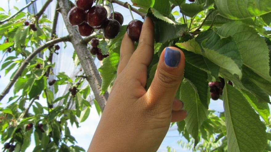Trešnje u Topoli zadovoljile i kvalitetom i prinosom