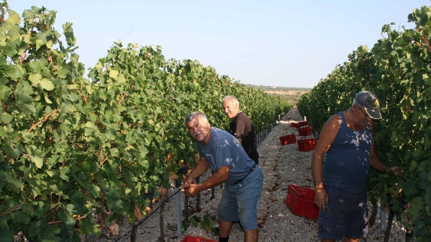 Rekordna berba u Dalmaciji: Proizvest će 300.000 hektolitara vina!