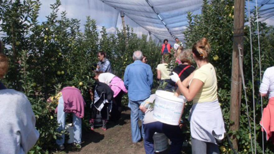 Ubiraju se poslednji plodovi - prinosi dobri