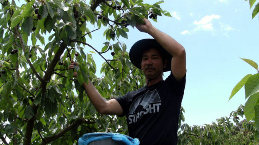 Kvalitet i cena višanja dobri, ali fale berači