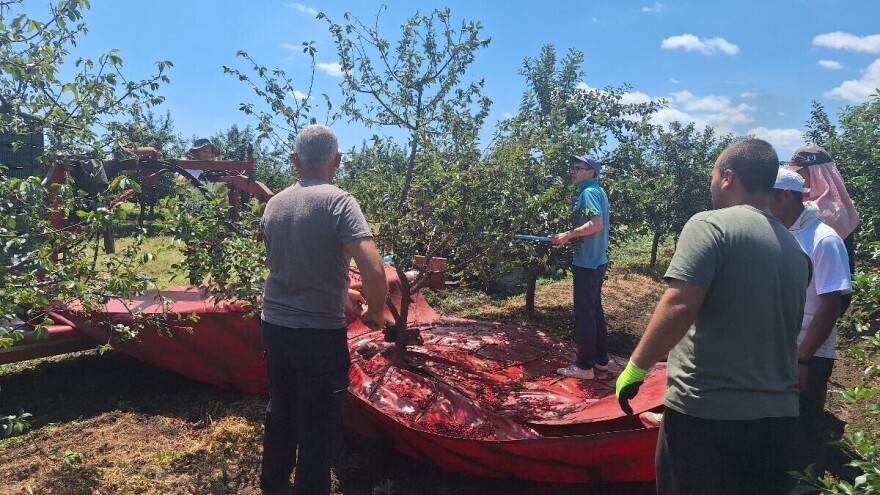 Kako zaštititi višnje i trešnje posle berbe?