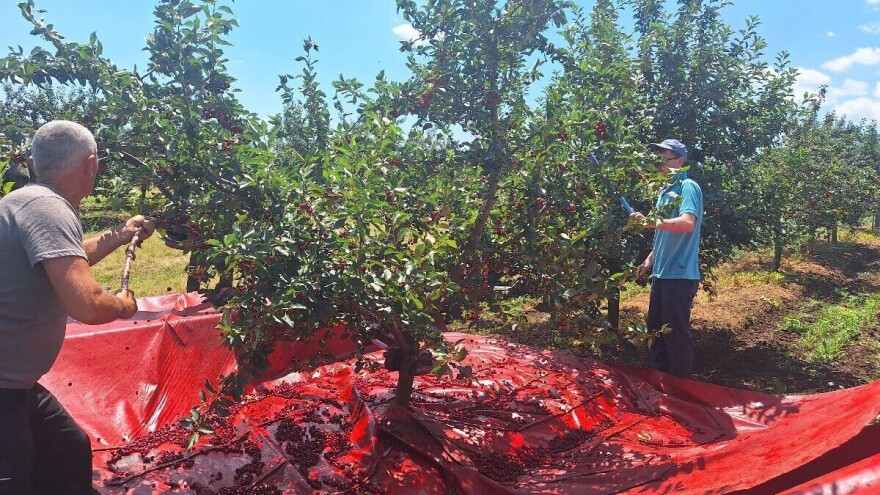 Počela treća sezona akcije "Spasimo voćare". Evo kako da se pridružite
