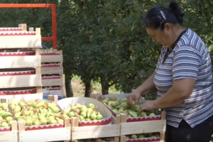 Berba voća u Smederevu
