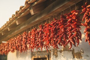 Berba začinske paprike u Baranji